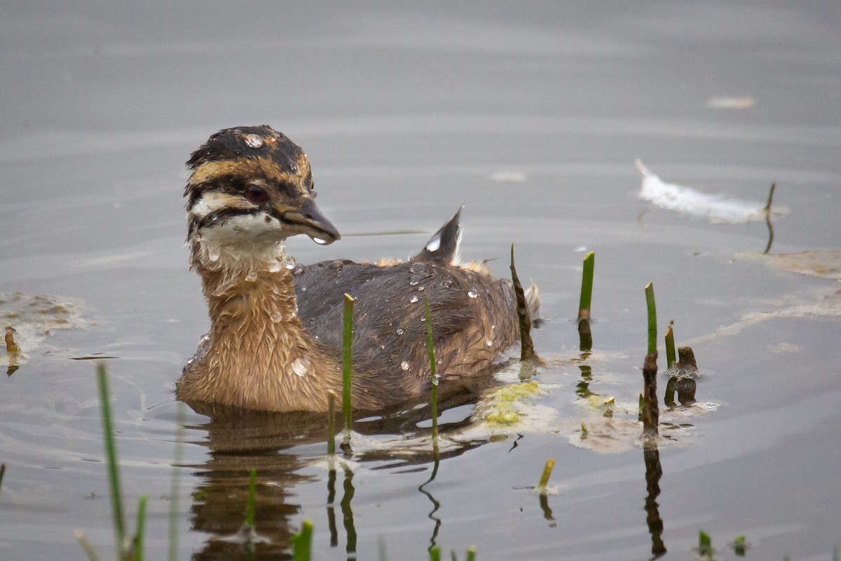 White-tufted Grebe - ML552355111