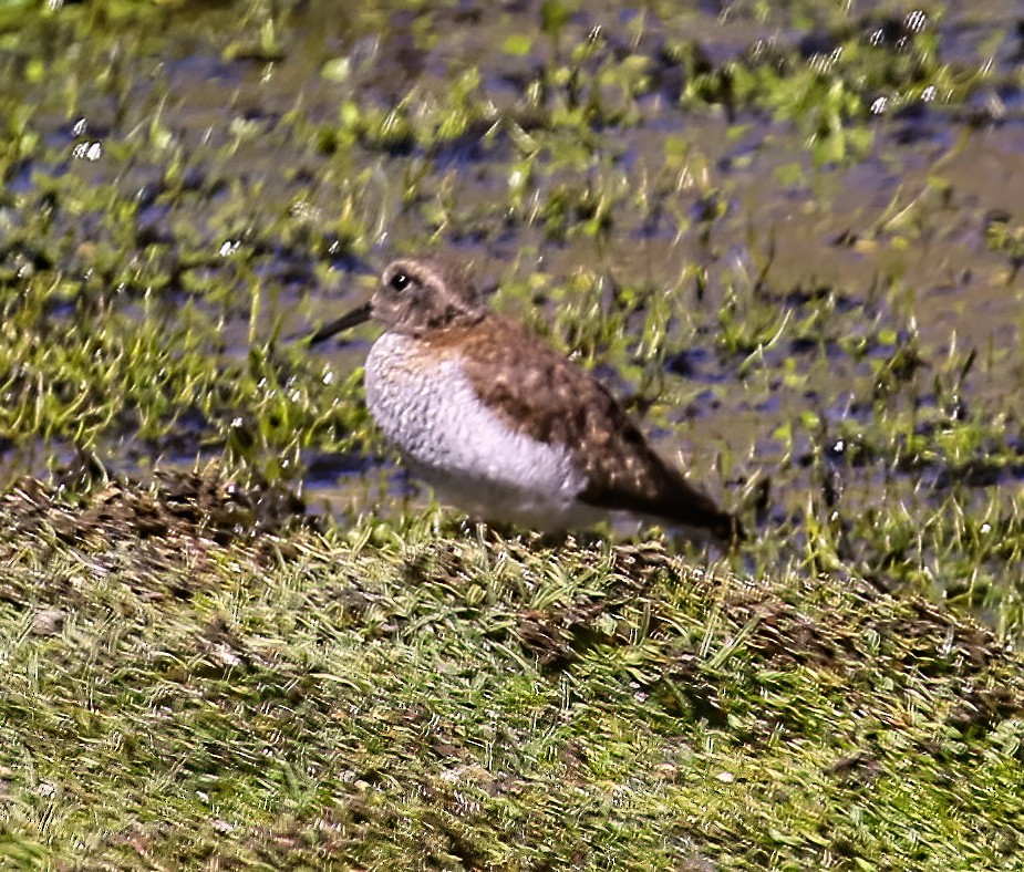 Diademed Sandpiper-Plover - ML552355291