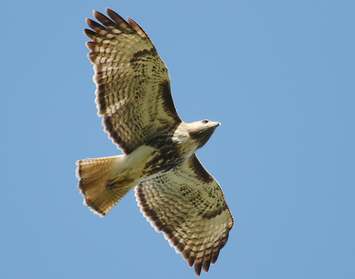 Red-tailed Hawk - Gil Ewing