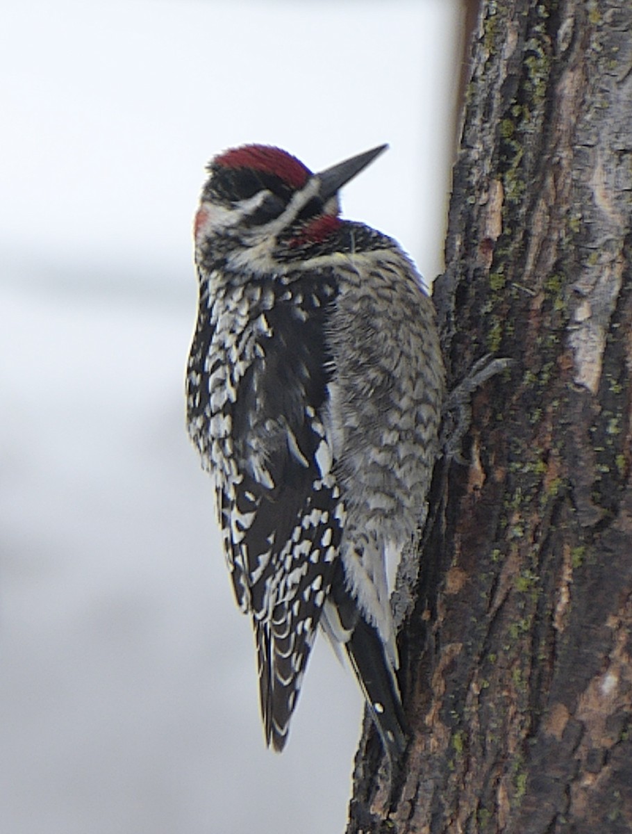 Red-naped Sapsucker - ML552356201