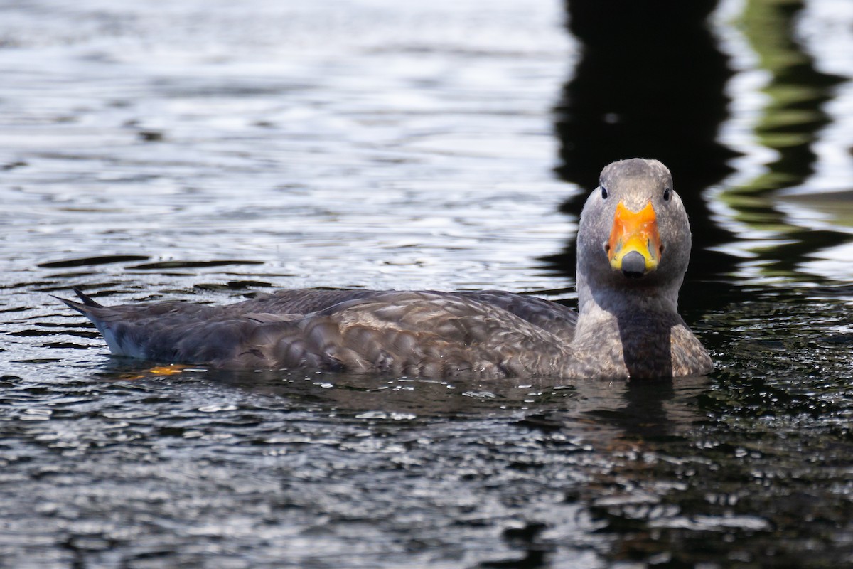 Flightless Steamer-Duck - ML552356851