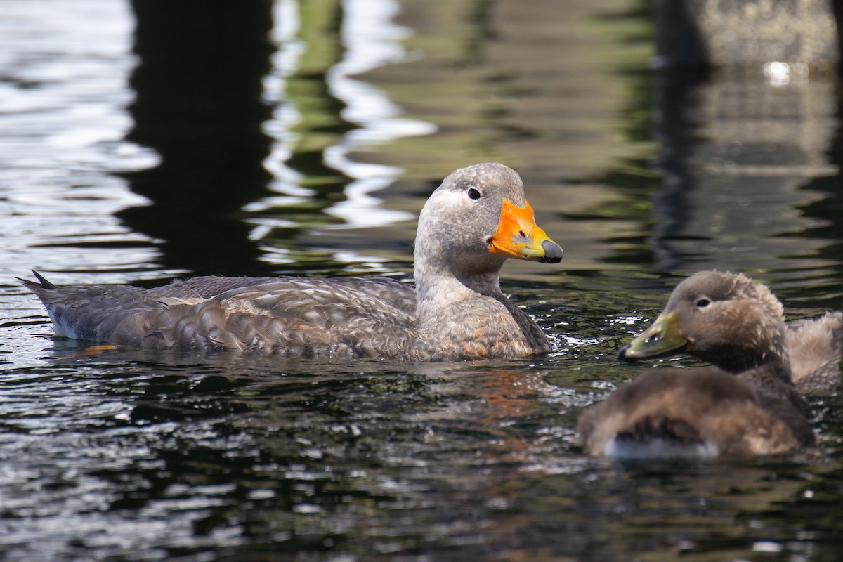 Flightless Steamer-Duck - ML552356861