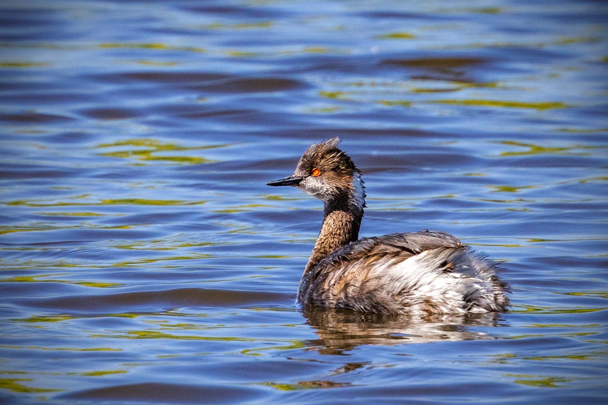 Eared Grebe - Jim Frazee