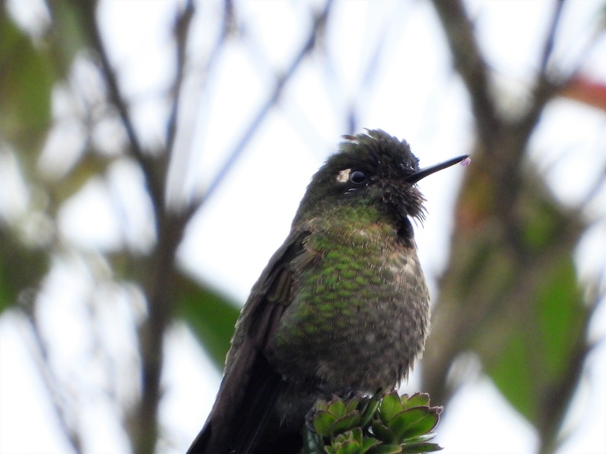 Viridian Metaltail - Jose Fernando Sanchez O.