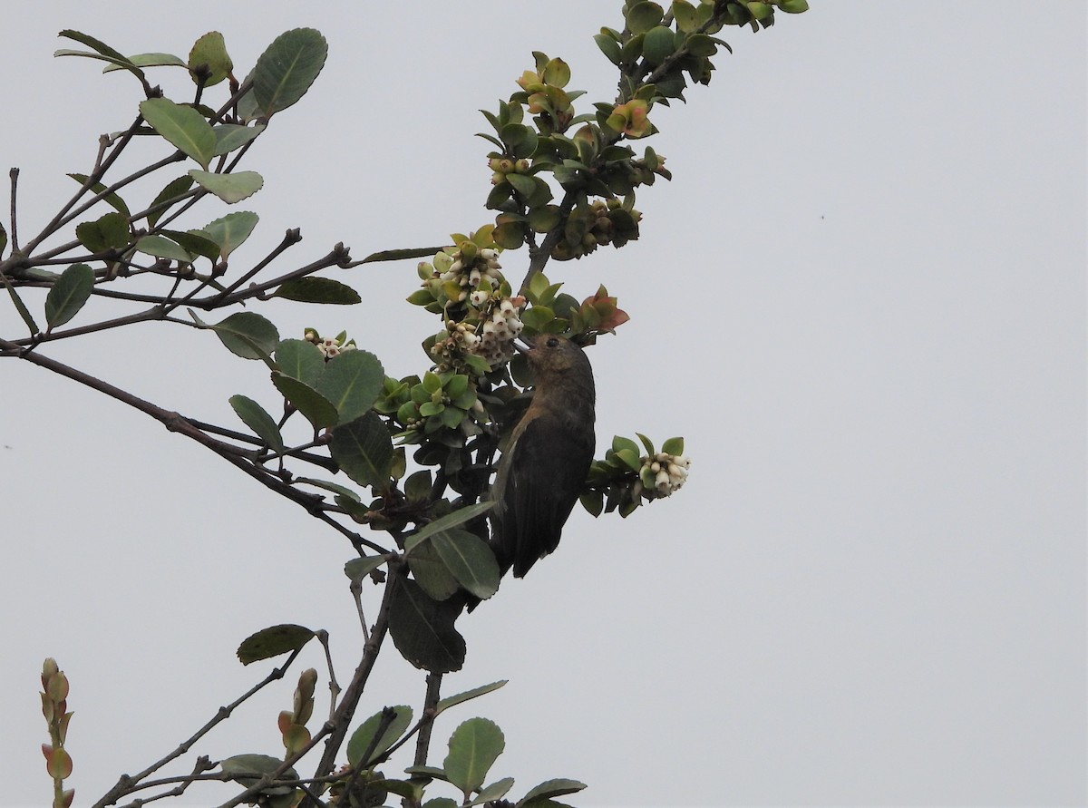 Rusty Flowerpiercer - ML552357891