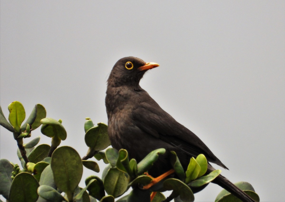 Great Thrush - ML552358191