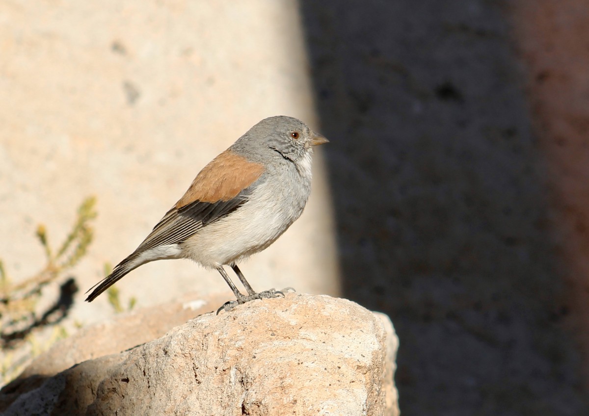 Red-backed Sierra Finch - ML552358211