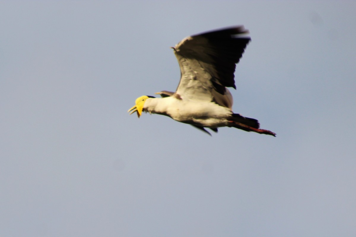 Masked Lapwing (Masked) - Leonie Beaulieu