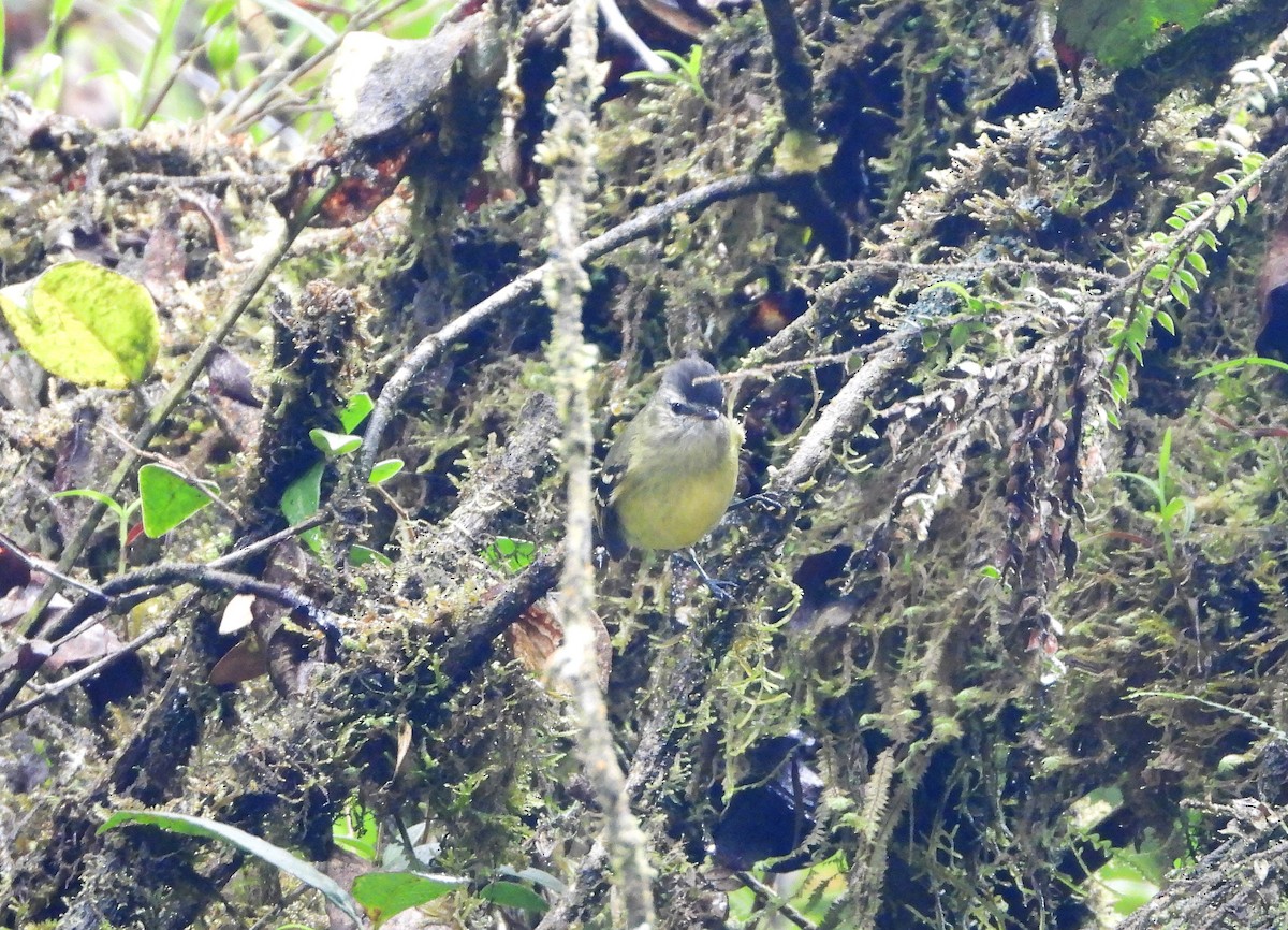 Black-capped Tyrannulet - ML552358741