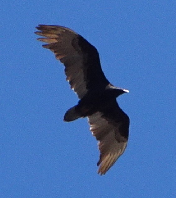 Turkey Vulture - ML552360411