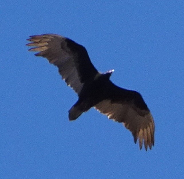 Turkey Vulture - Julie Luetzelschwab