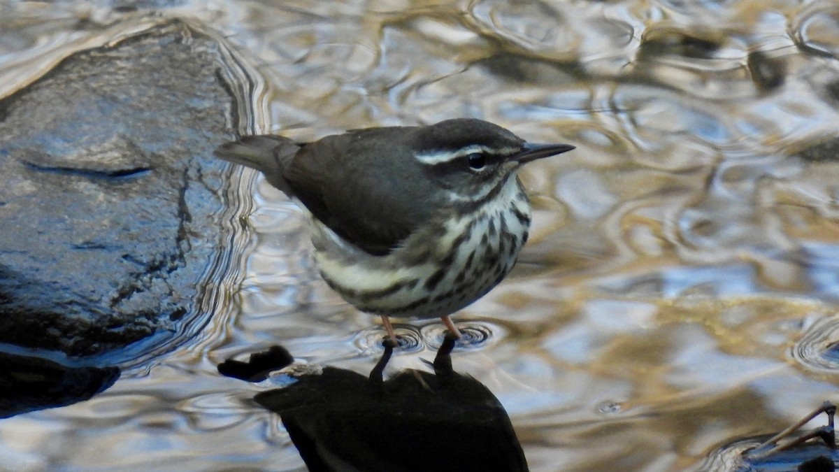 Louisiana Waterthrush - ML552361081