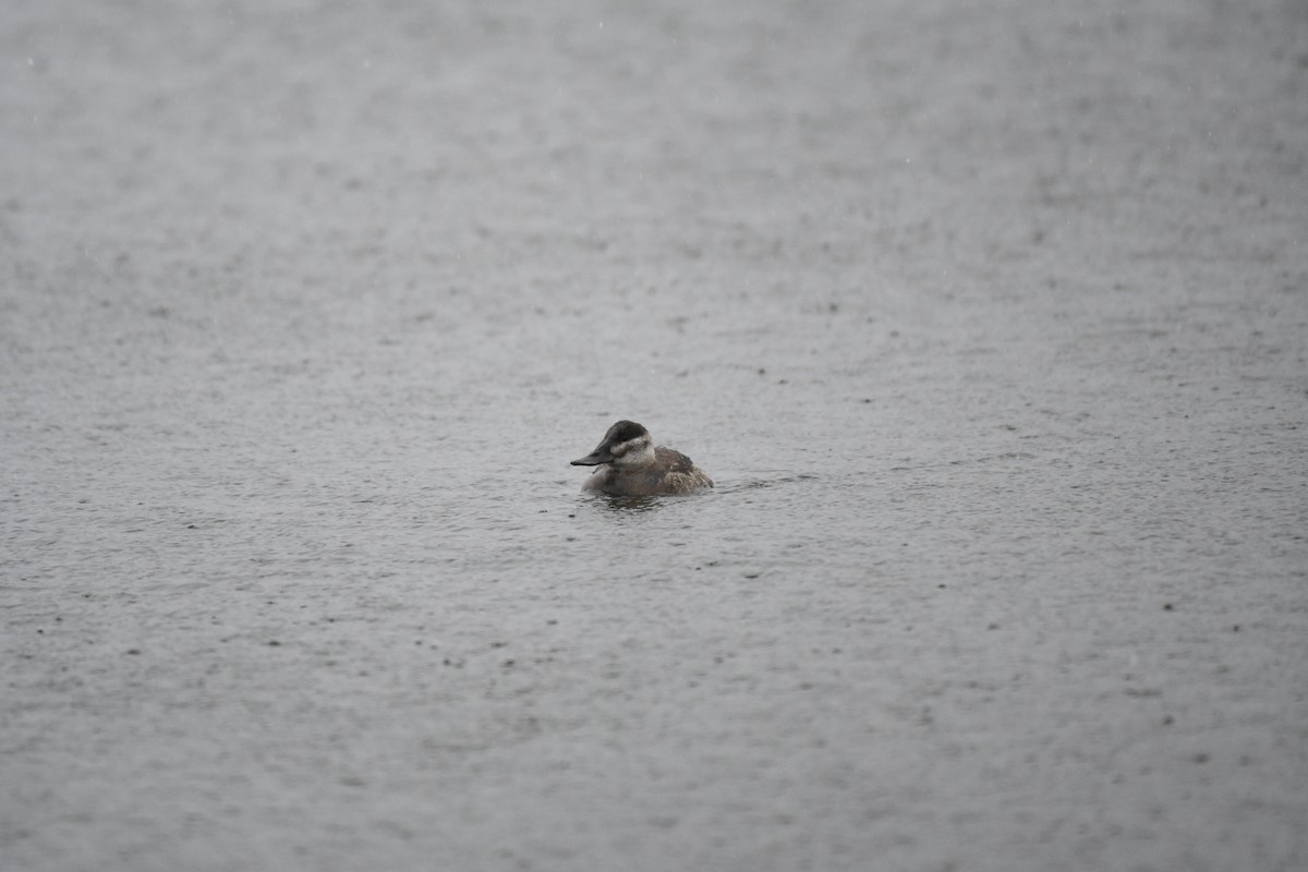 Ruddy Duck - Cole DiFabio