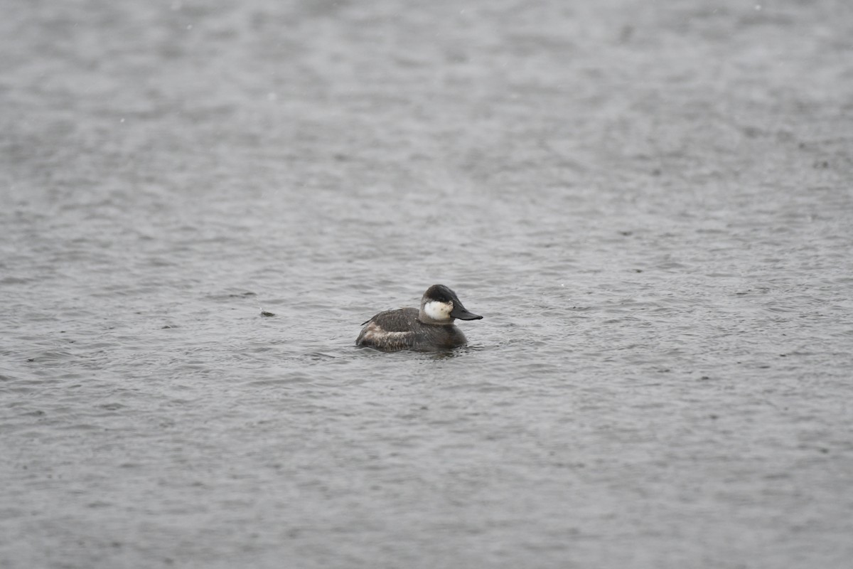 Ruddy Duck - Cole DiFabio