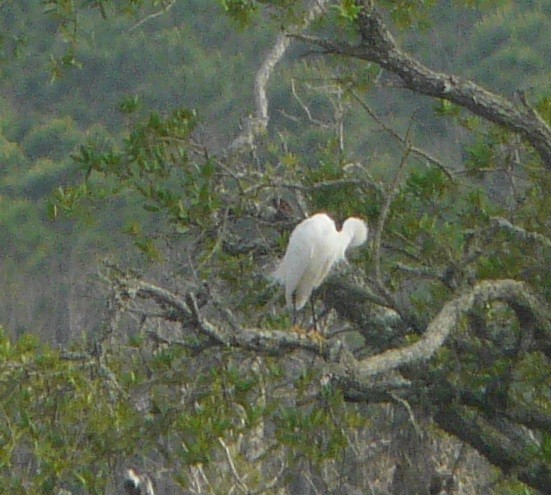 Snowy Egret - ML552361521