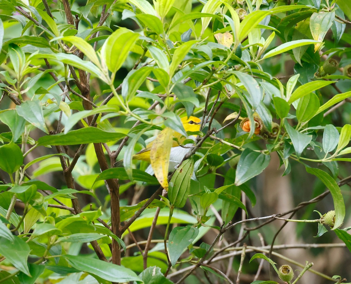 Yellow-spectacled White-eye - ML552361651