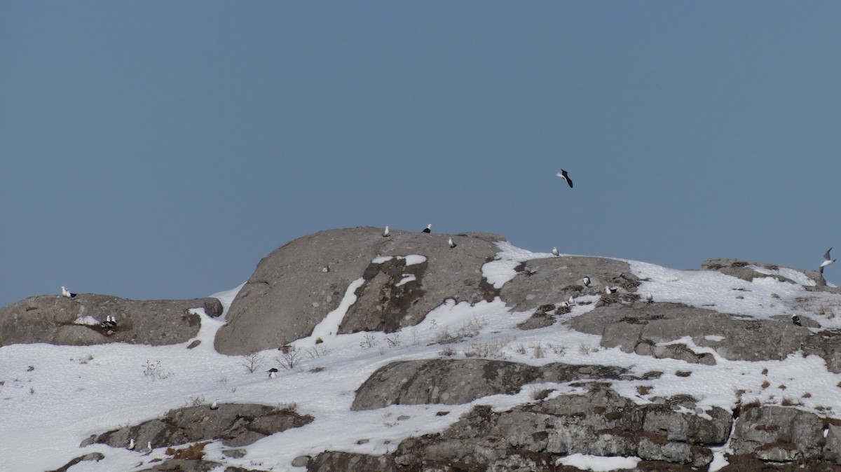 Great Black-backed Gull - ML552362001