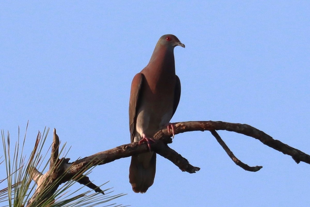 Pale-vented Pigeon - Subodh Ghonge