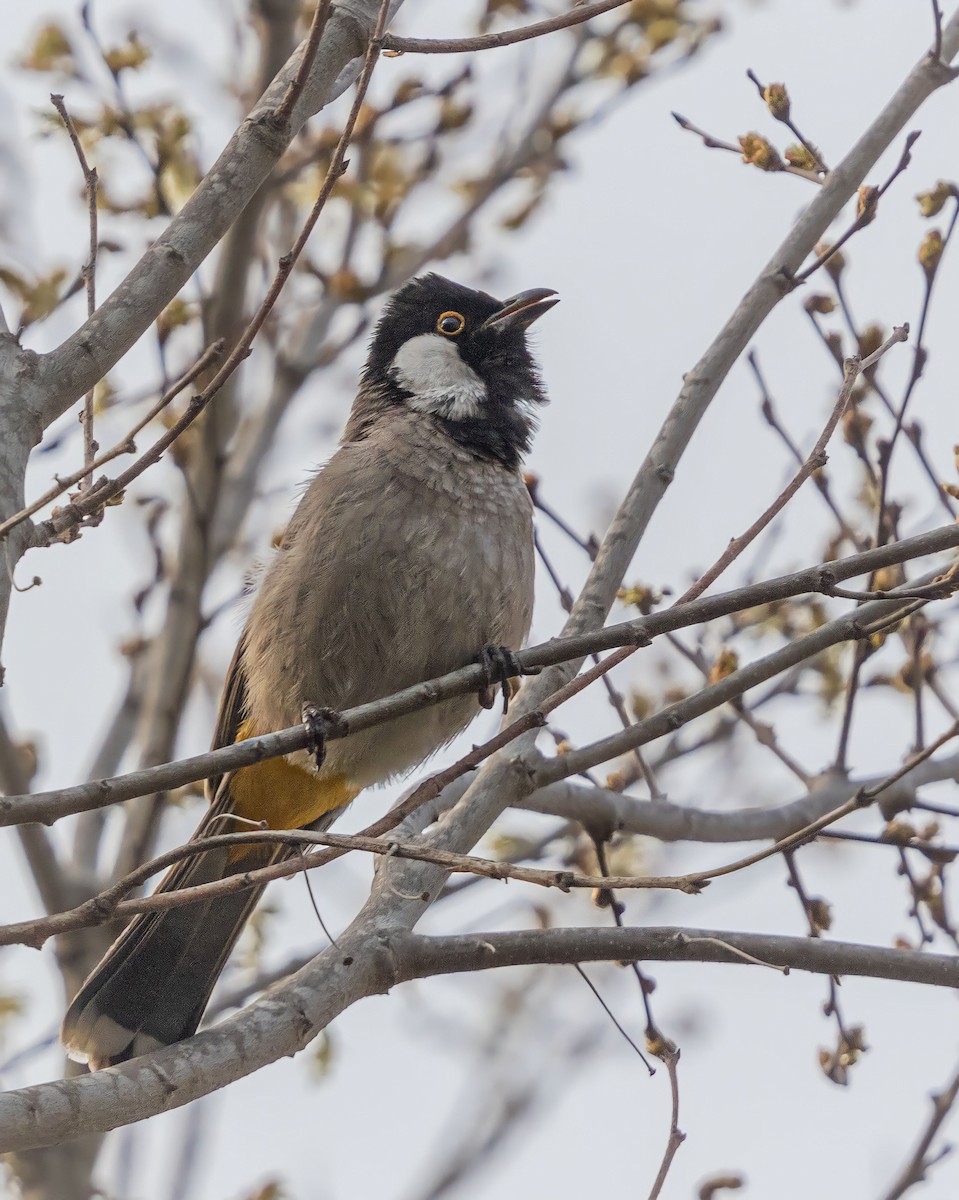 White-eared Bulbul - ML552363731