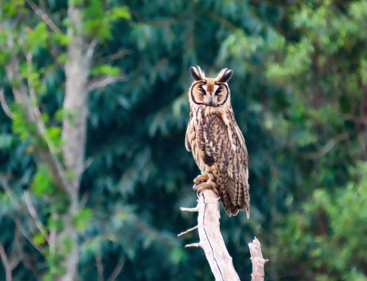 Striped Owl - Birding Iguazu