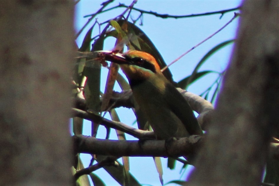 Rainbow Bee-eater - ML552366241