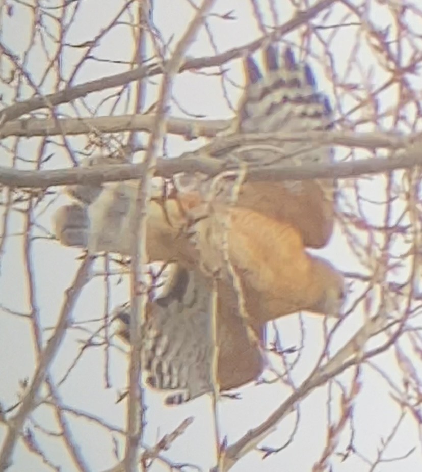 Red-shouldered Hawk - ML552366531