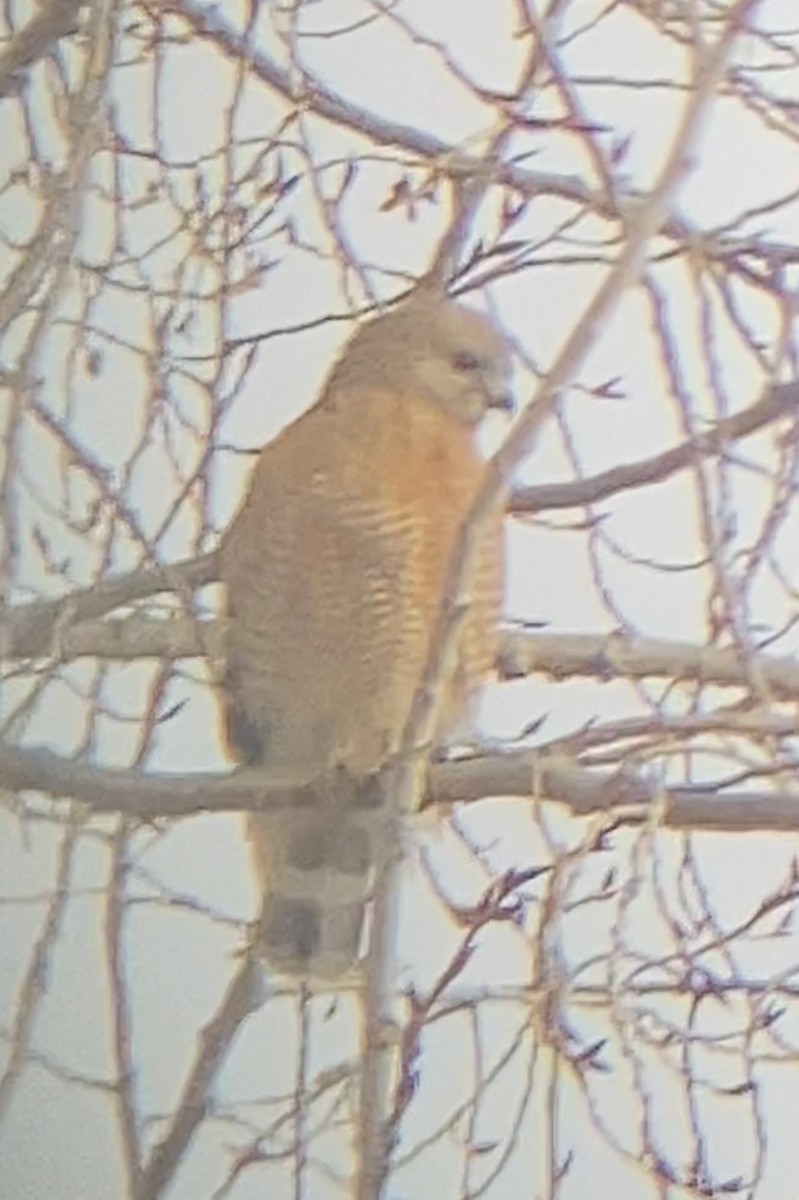 Red-shouldered Hawk - ML552366541