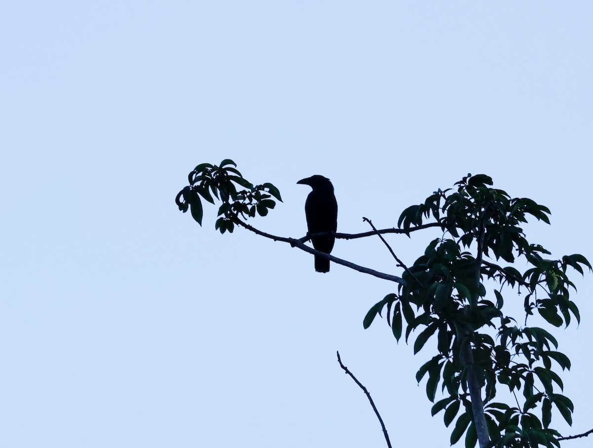 Flores Crow - ML552367141