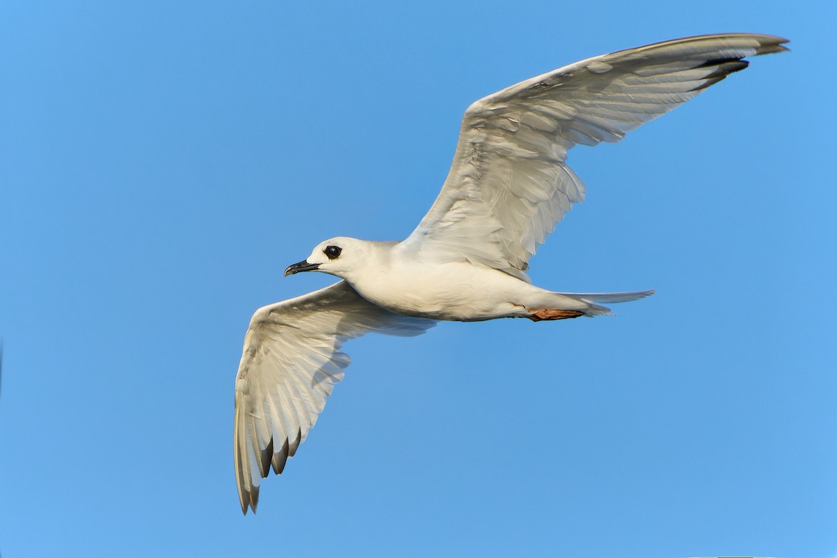 Gaviota Tijereta - ML552367621