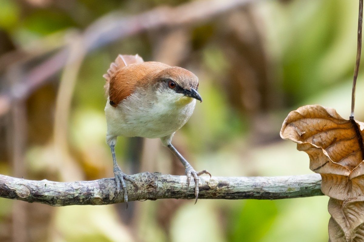 Yellow-chinned Spinetail - ML552370771