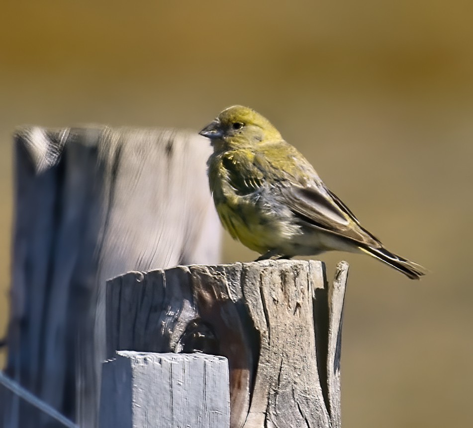Patagonian Yellow-Finch - ML552370781