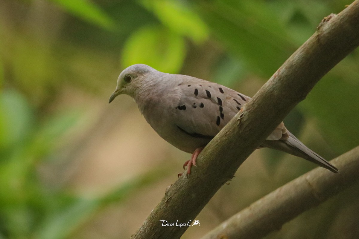 Ecuadorian Ground Dove - ML552370801