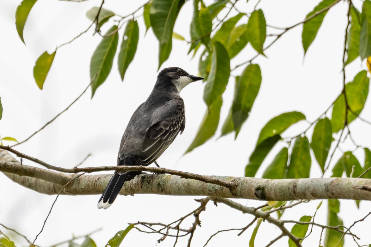 Eastern Kingbird - Nestor Monsalve (@birds.nestor)