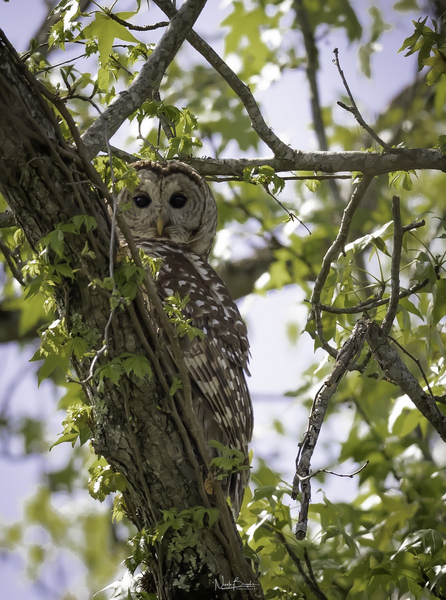 Barred Owl - ML552370951