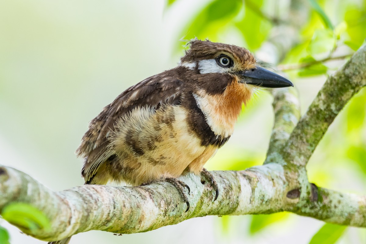 Russet-throated Puffbird - ML552371061