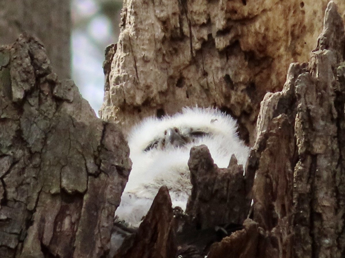 Great Horned Owl - ML552372001