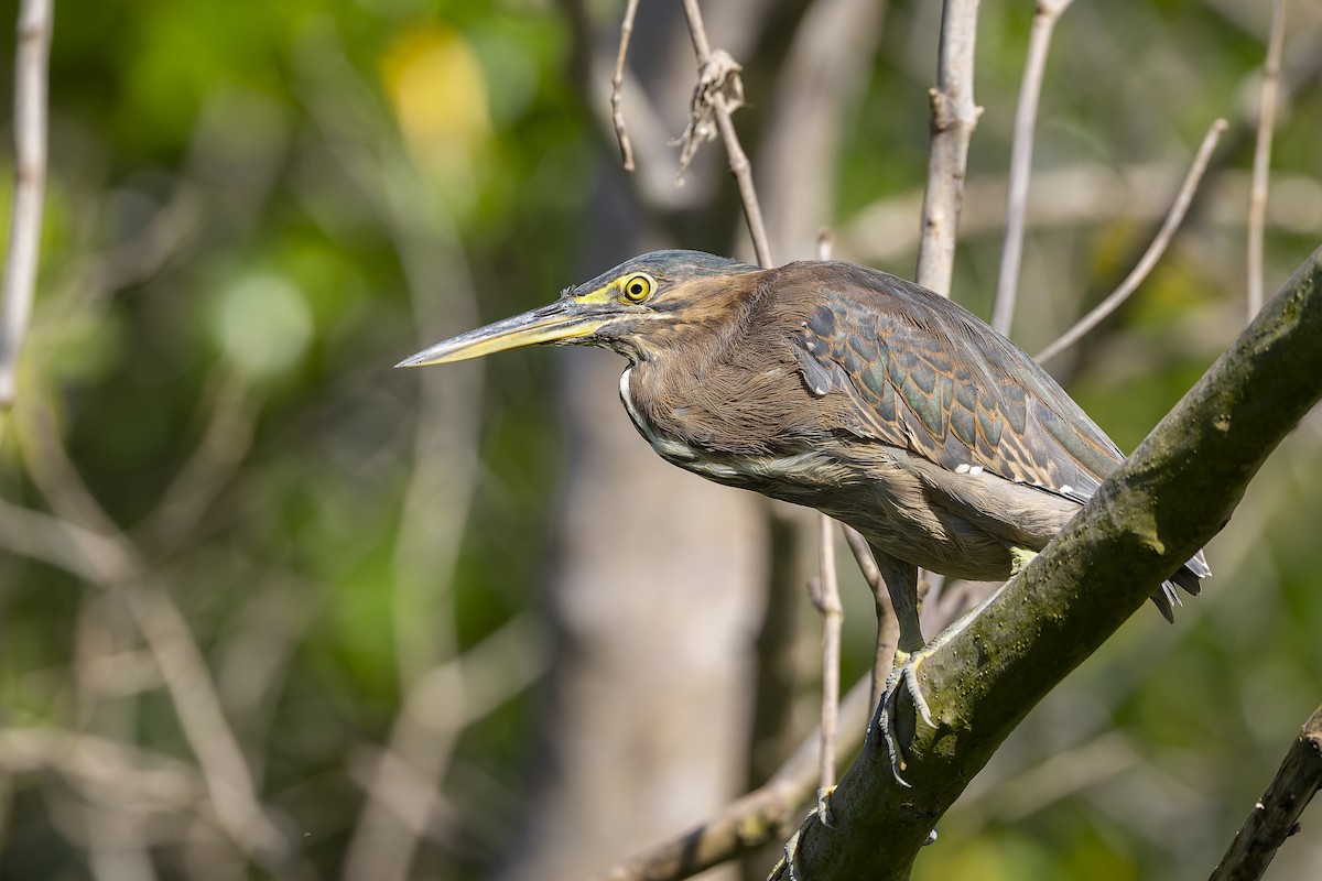 Striated Heron - Dana Cameron