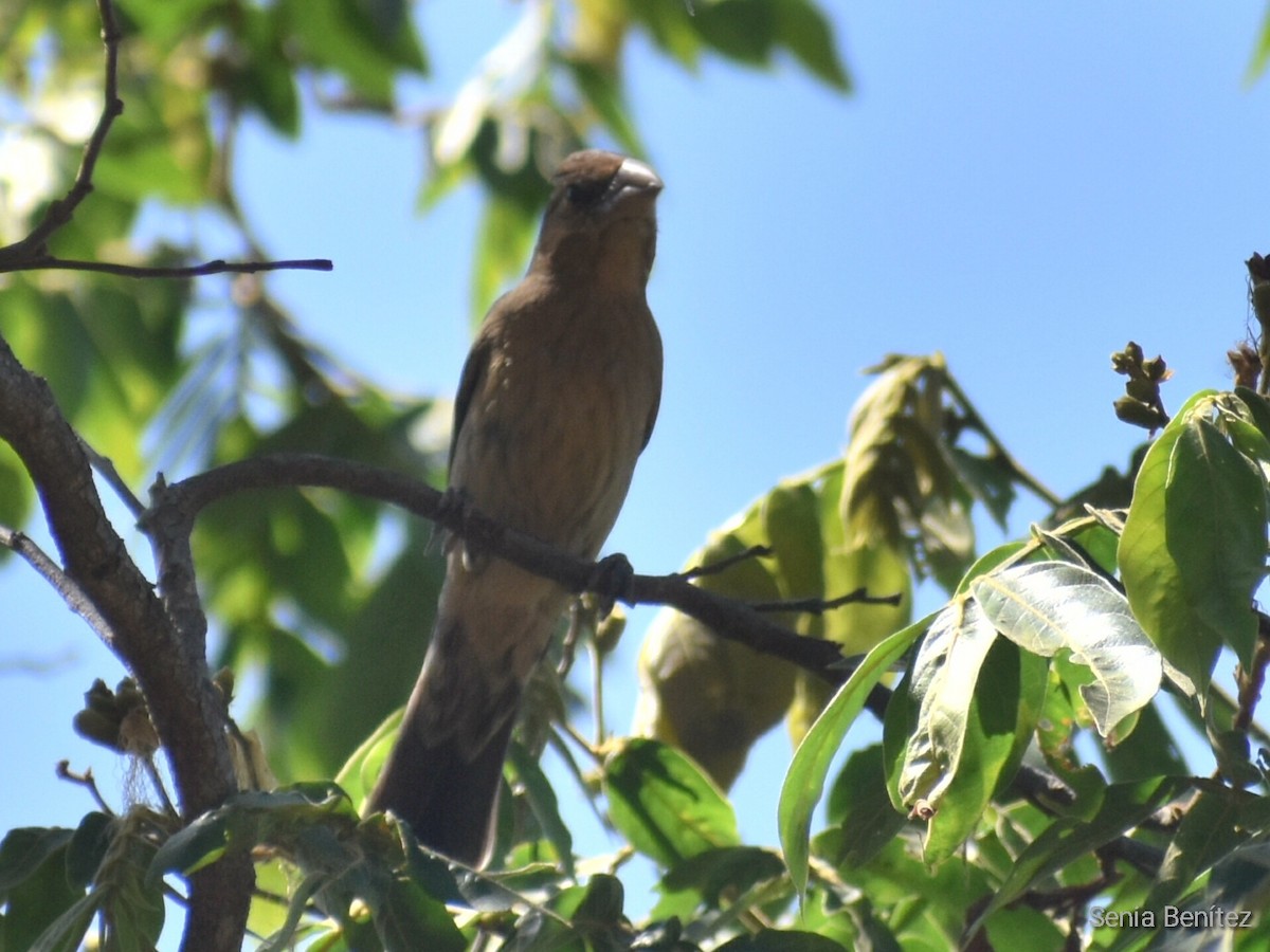 Blue Grosbeak - ML552372831