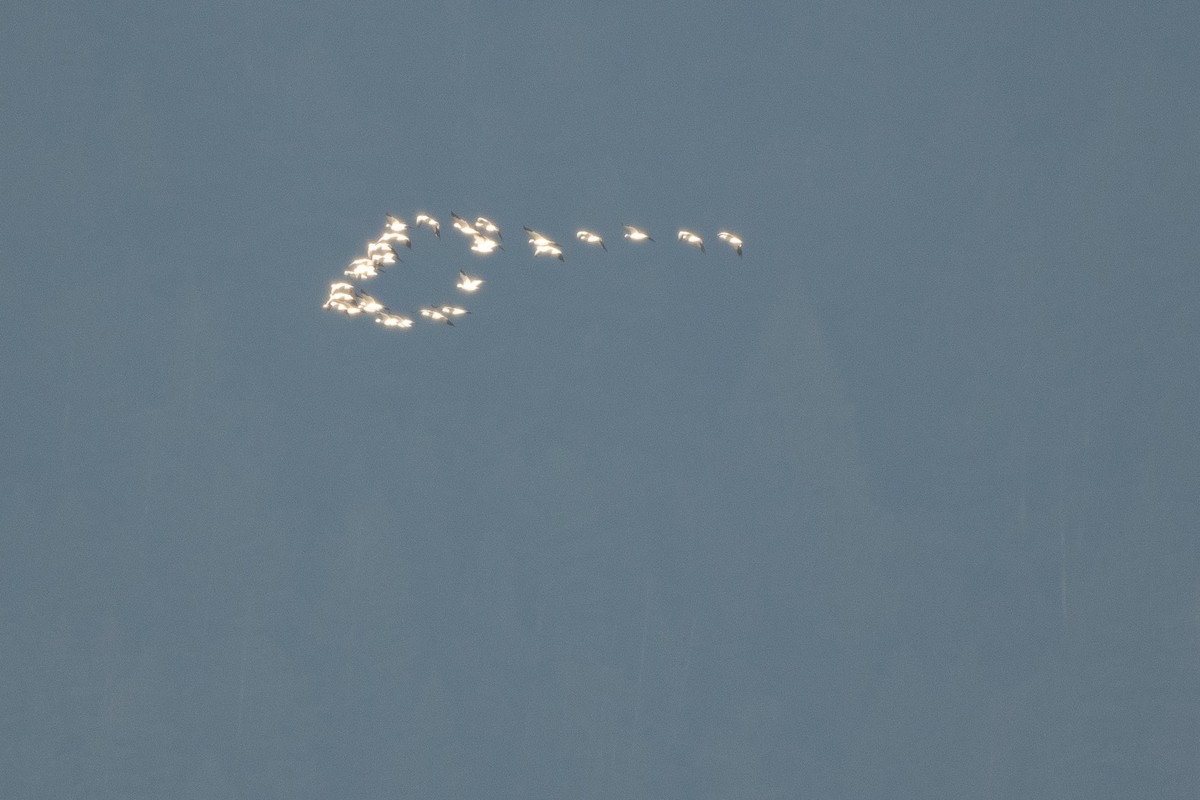 Snow Goose - ML552372841
