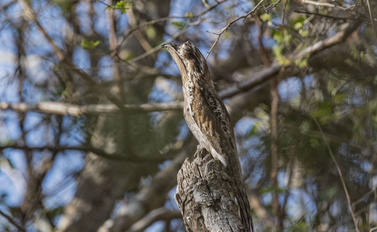 Northern Potoo - ML552373041