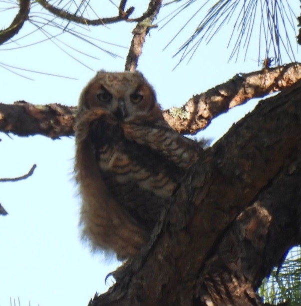 Great Horned Owl - ML552373471