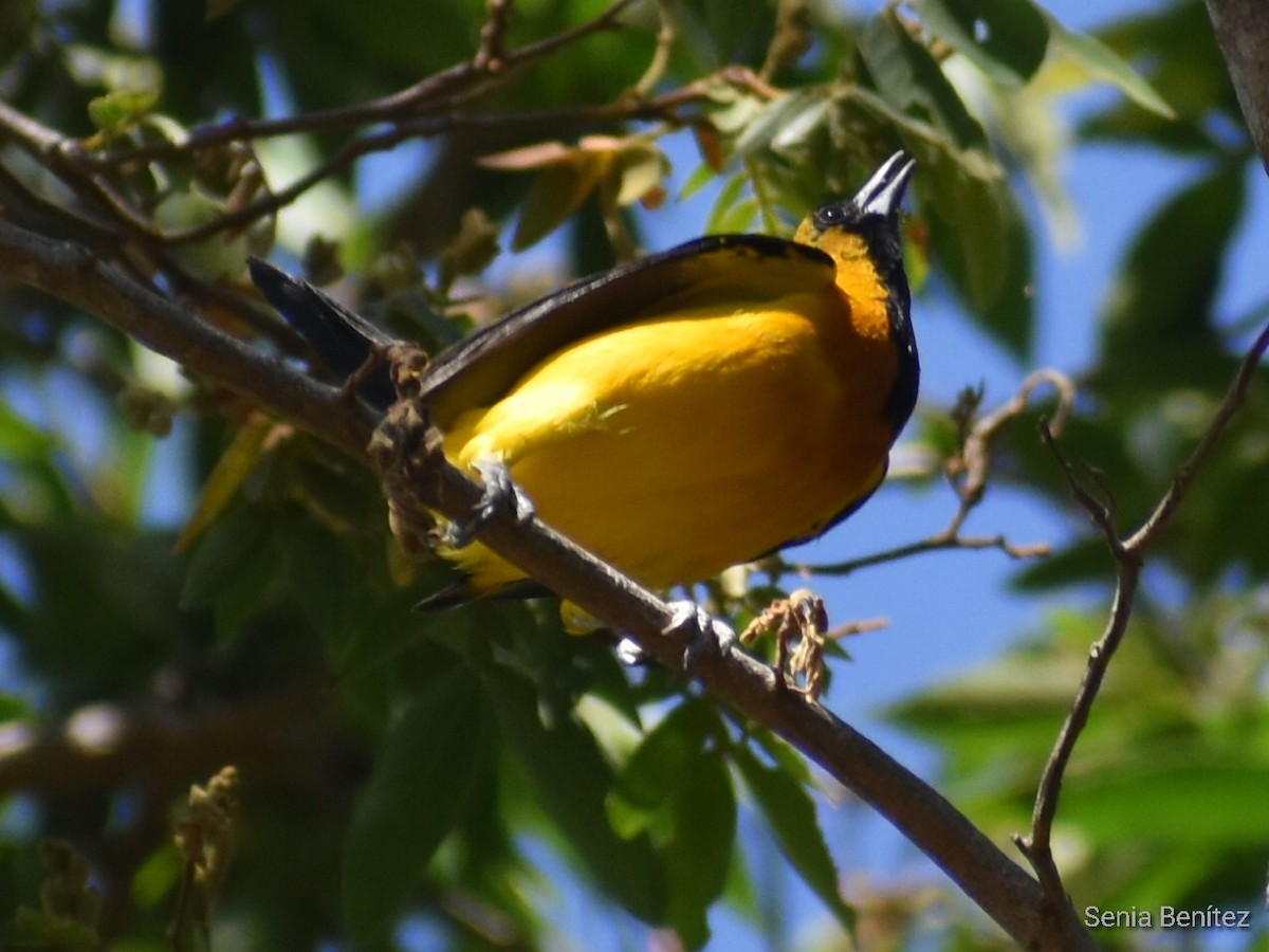 Yellow-backed Oriole - ML552373751