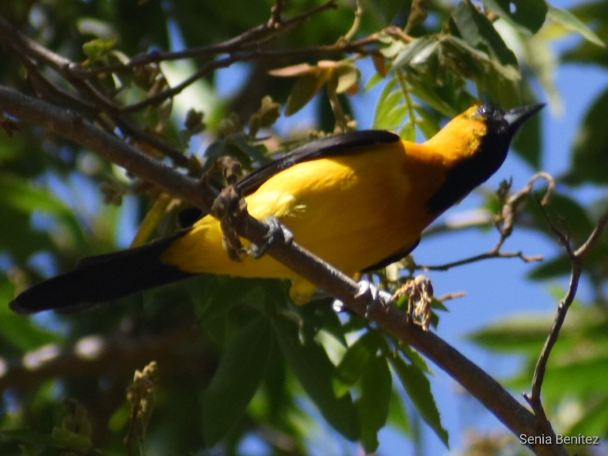 Yellow-backed Oriole - ML552373761