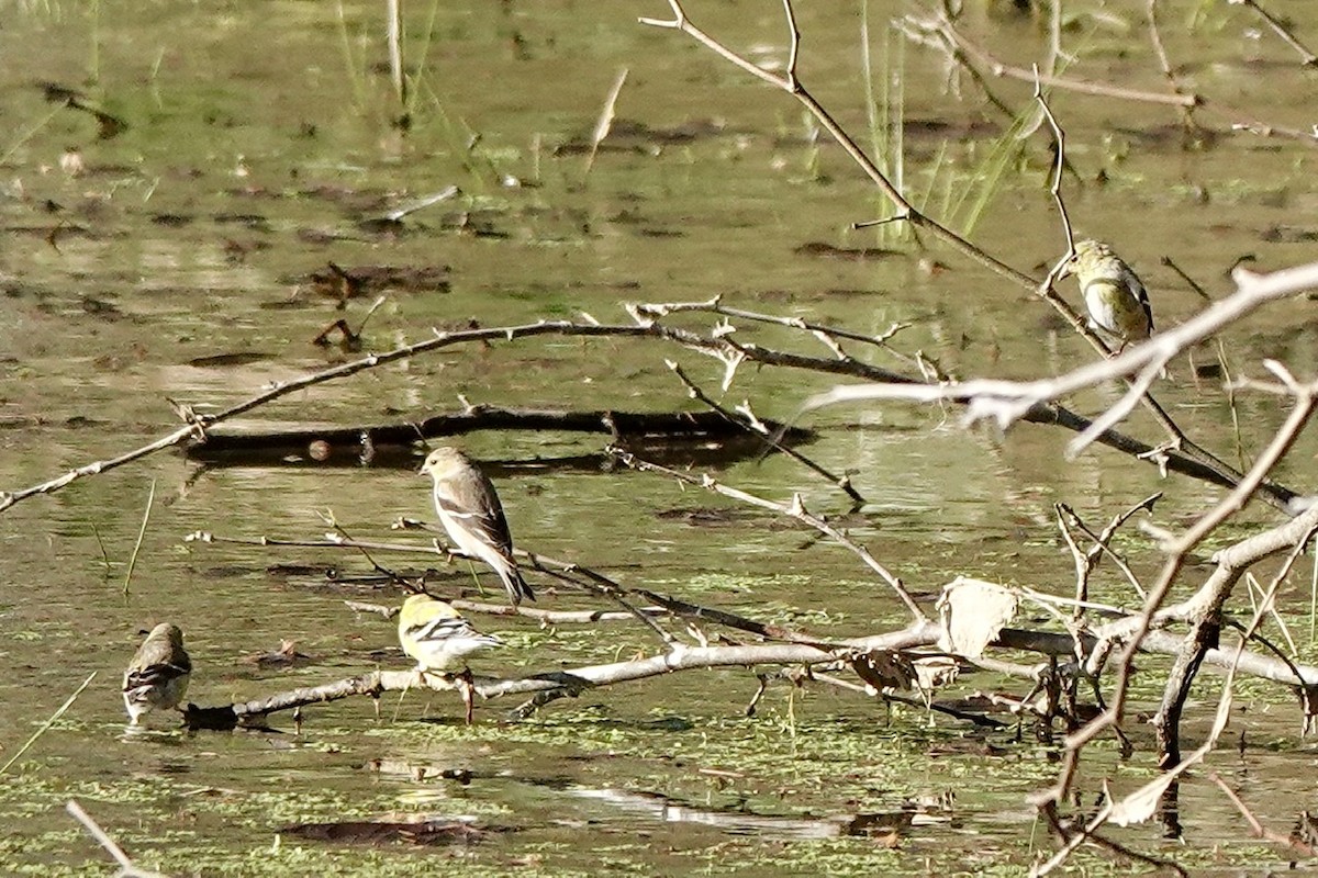 American Goldfinch - ML552374151