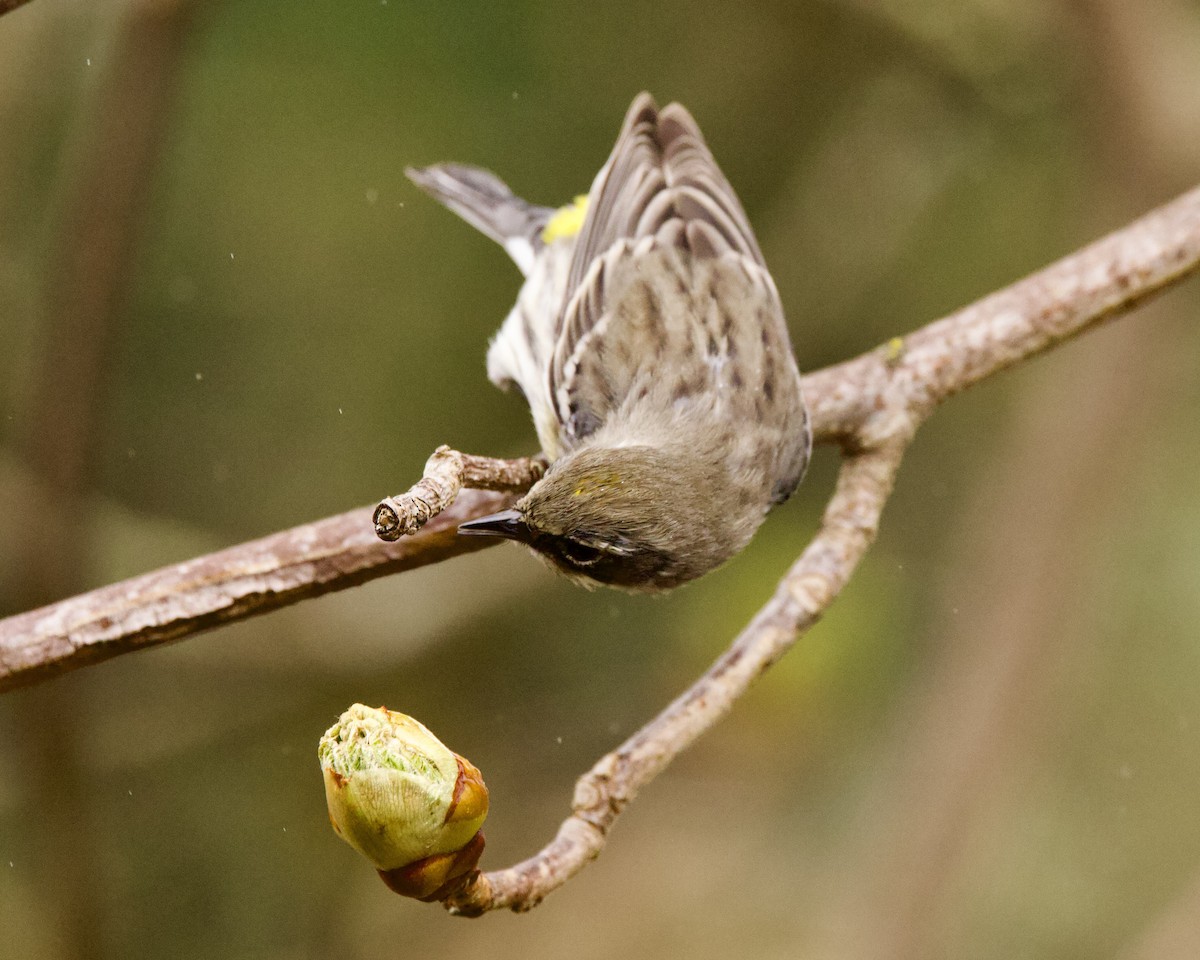 Yellow-rumped Warbler (Myrtle) - ML552375911