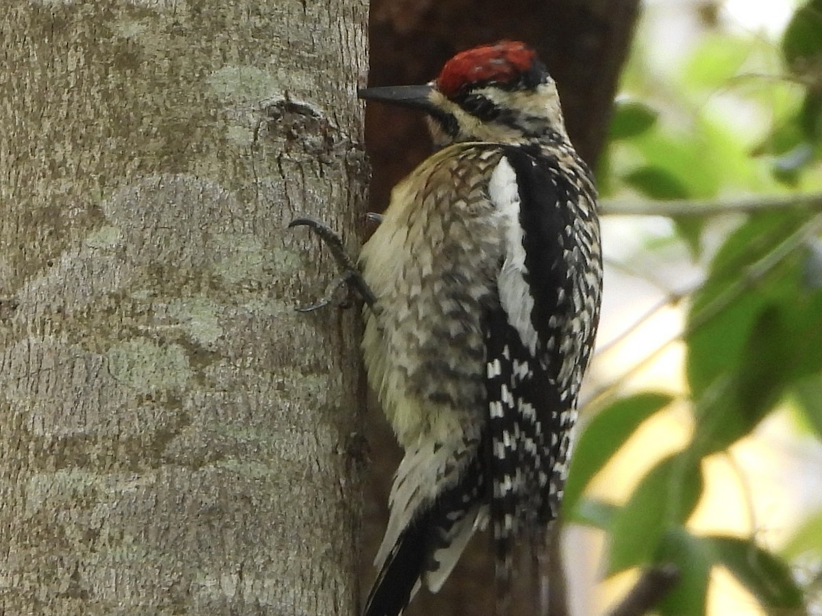 Yellow-bellied Sapsucker - Dayna Austin