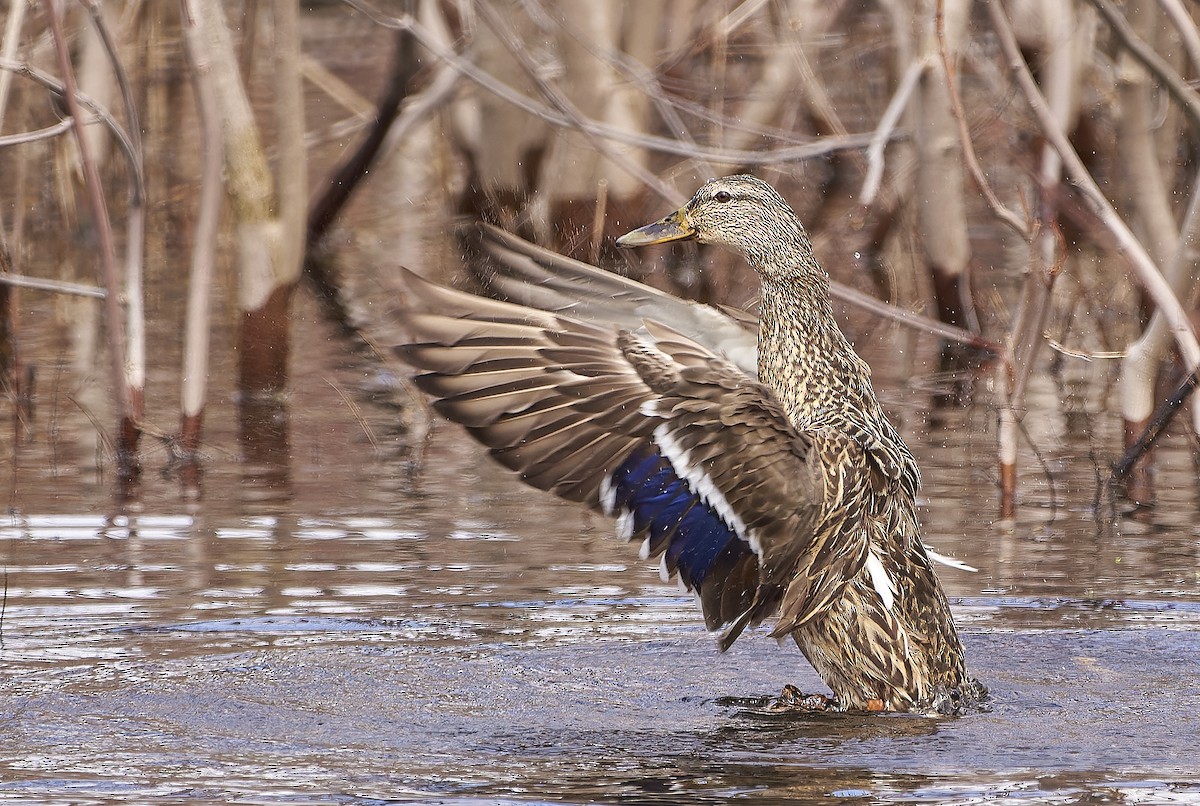 Mallard - Paul Danese