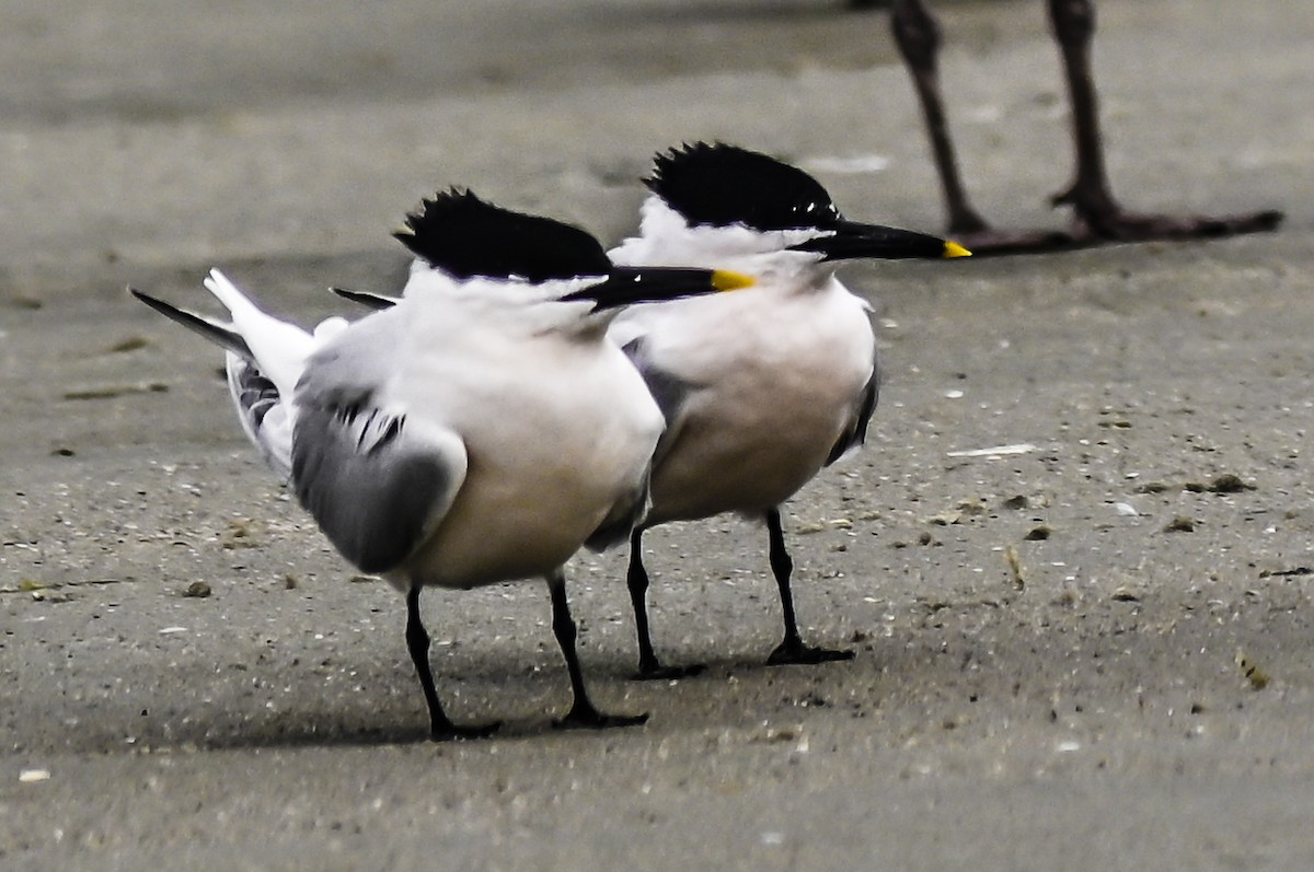 Sandwich Tern - ML552378611