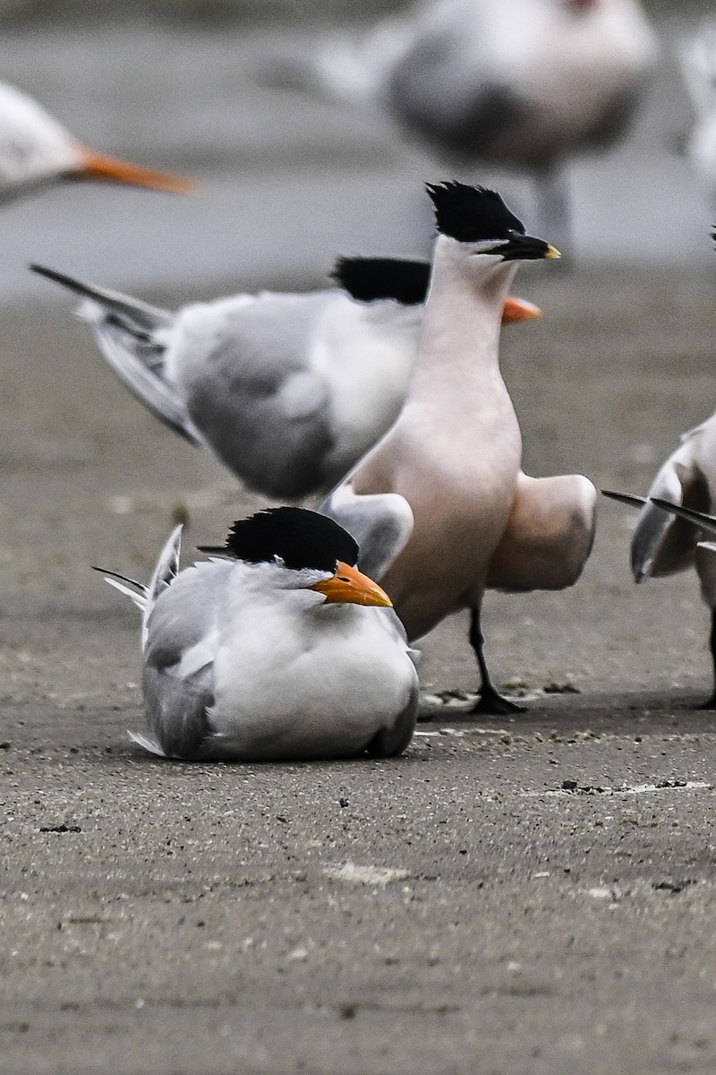 Sandwich Tern - ML552379551