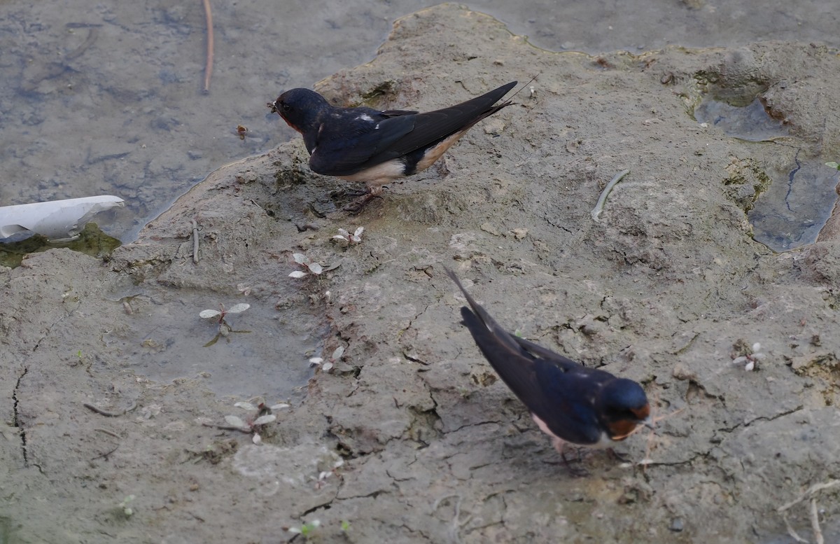 Barn Swallow - Scott (瑞興) LIN(林)